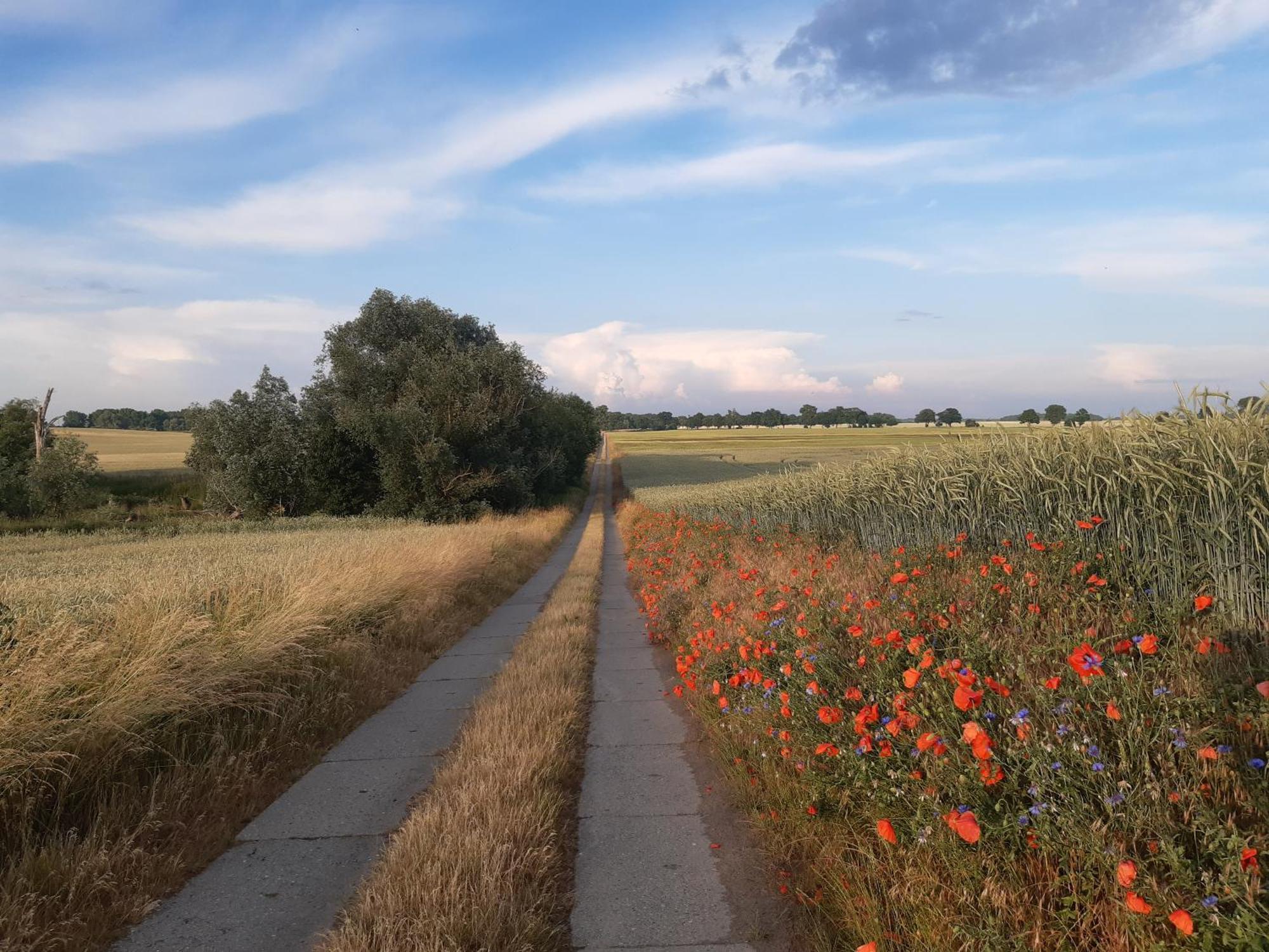 Kulturfreizeiten Ferienwohnungen Neuruppin Dış mekan fotoğraf